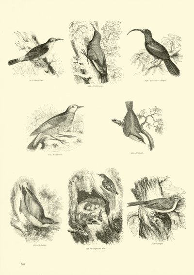 Page du Musée Pictural de la Nature Animée - English School