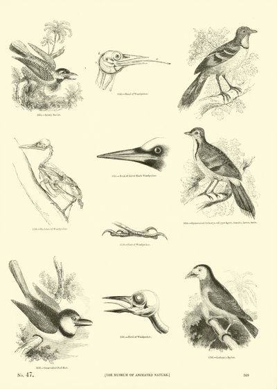 Page du Musée Pictural de la Nature Animée - English School