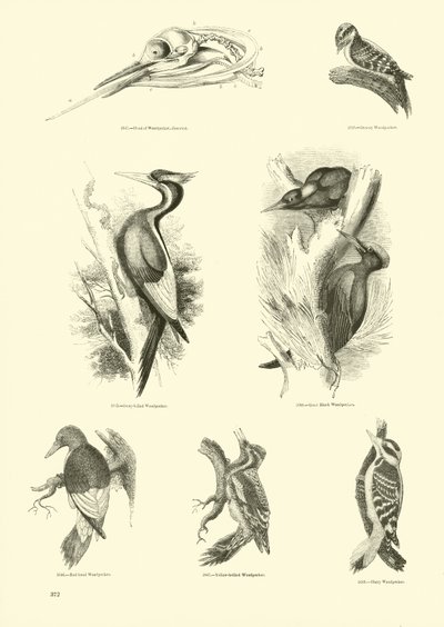 Page du Musée Pictural de la Nature Animée - English School