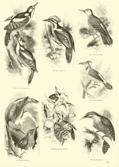 Page du Musée Pictural de la Nature Animée - English School