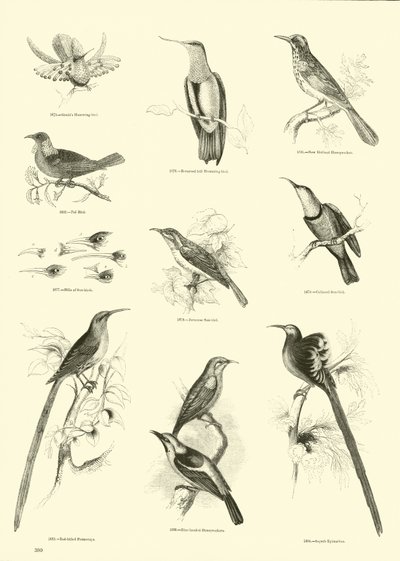 Page du Musée Pictural de la Nature Animée - English School