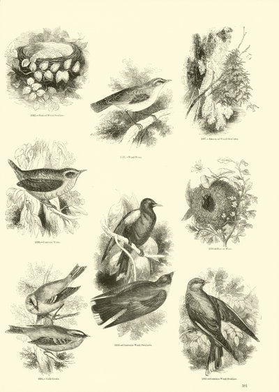 Page du Musée Pictural de la Nature Animée - English School