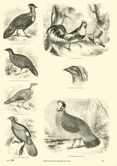 Page du Musée Pictural de la Nature Animée - English School