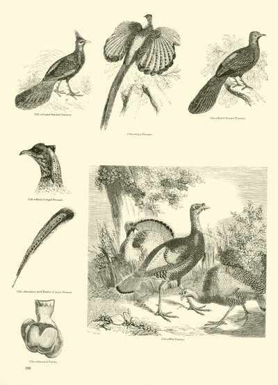 Page du Musée Pictural de la Nature Animée - English School