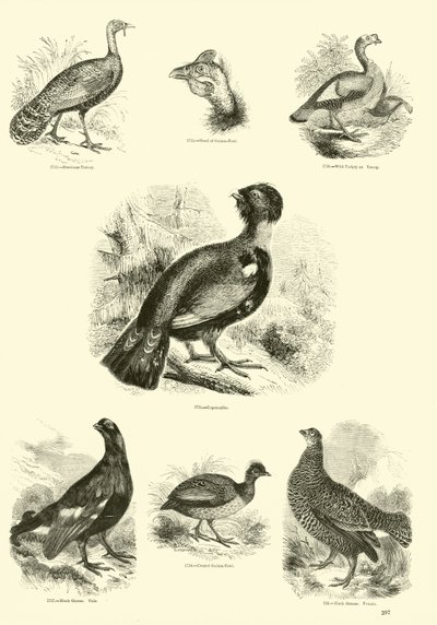 Page du Musée Pictural de la Nature Animée - English School