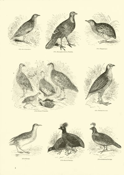 Page du Musée Pictural de la Nature Animée - English School