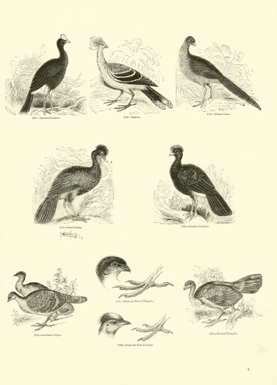 Page du Musée Pictural de la Nature Animée - English School