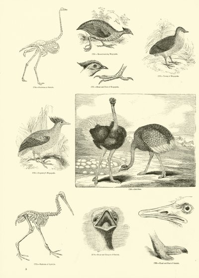 Page du Musée Pictural de la Nature Animée - English School