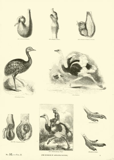 Page du Musée Pictural de la Nature Animée - English School