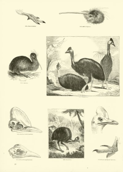 Page du Musée Pictural de la Nature Animée - English School