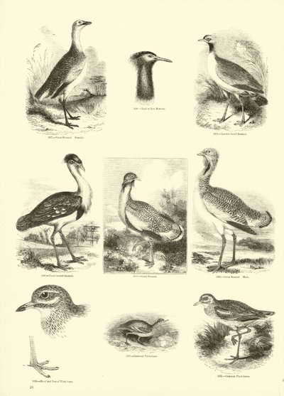 Page du Musée Pictural de la Nature Animée - English School