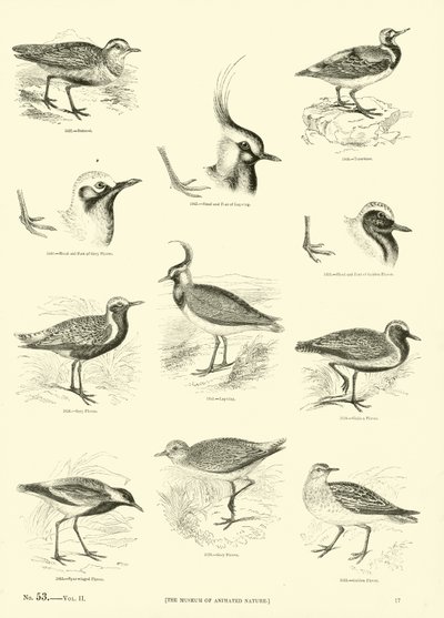 Page du Musée Pictural de la Nature Animée - English School