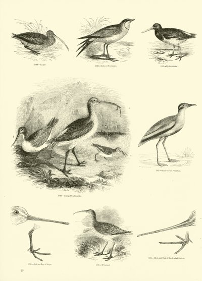 Page du Musée Pictural de la Nature Animée - English School