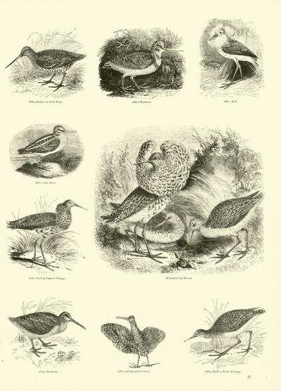 Page du Musée Pictural de la Nature Animée - English School