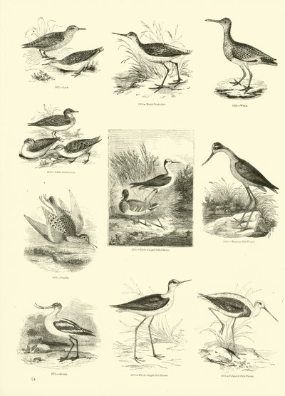 Page du Musée Pictural de la Nature Animée - English School