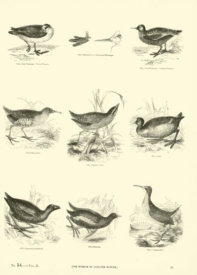 Page du Musée Pictural de la Nature Animée - English School