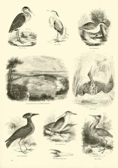 Page du Musée Pictural de la Nature Animée - English School