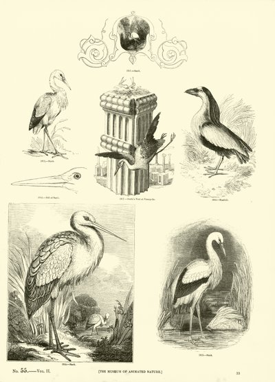 Page du Musée Pictural de la Nature Animée - English School