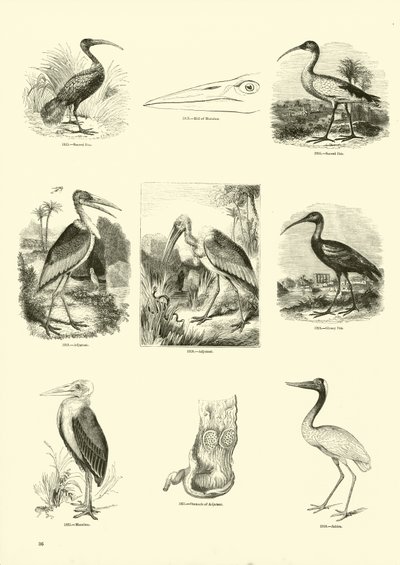 Page du Musée Pictural de la Nature Animée - English School