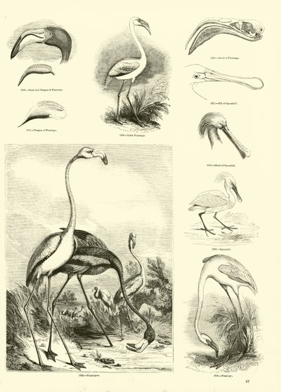 Page du Musée Pictural de la Nature Animée - English School