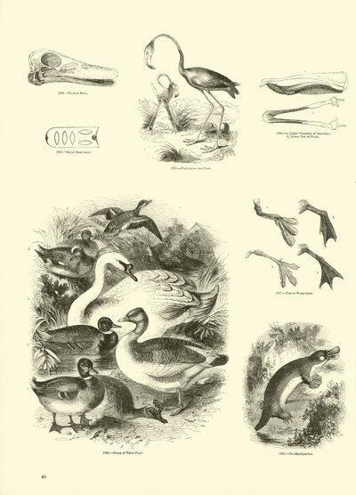 Page du Musée Pictural de la Nature Animée - English School