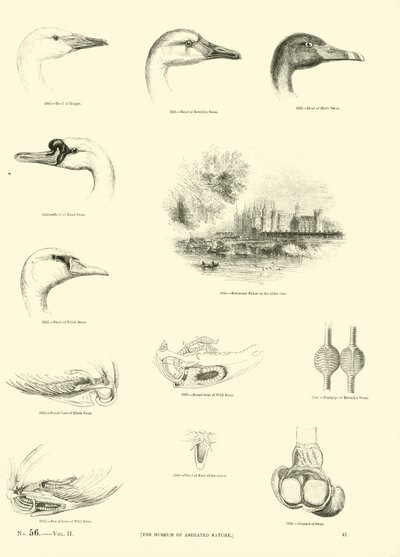 Page du Musée Pictural de la Nature Animée - English School