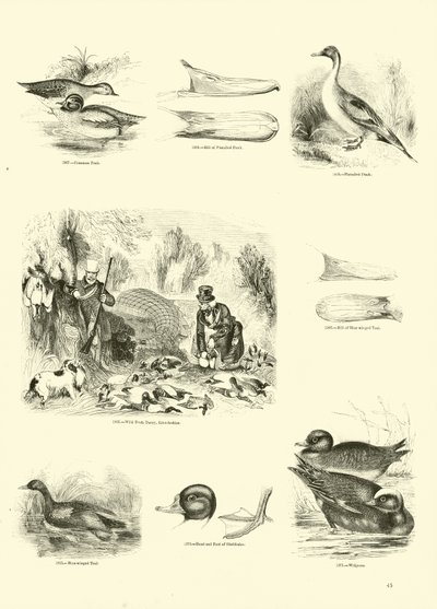 Page du Musée Pictural de la Nature Animée - English School