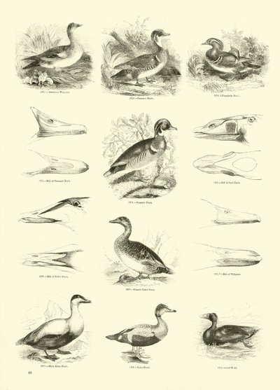 Page du Musée Pictural de la Nature Animée - English School