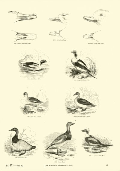 Page du Musée Pictural de la Nature Animée - English School