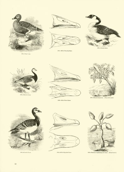 Page du Musée Pictural de la Nature Animée - English School