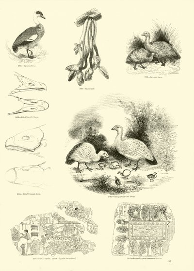 Page du Musée Pictural de la Nature Animée - English School