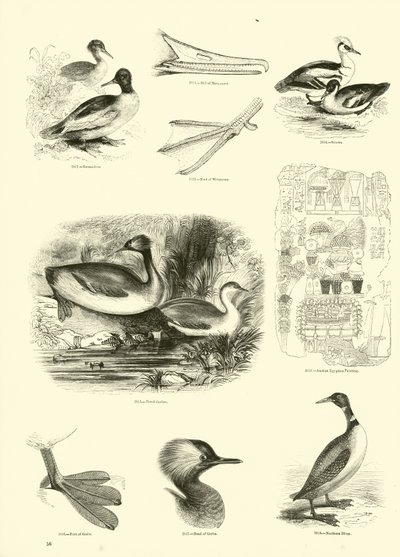 Page du Musée Pictural de la Nature Animée - English School