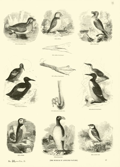 Page du Musée Pictural de la Nature Animée - English School