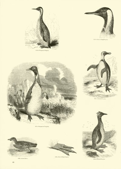 Page du Musée Pictural de la Nature Animée - English School