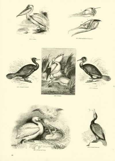 Page du Musée Pictural de la Nature Animée - English School