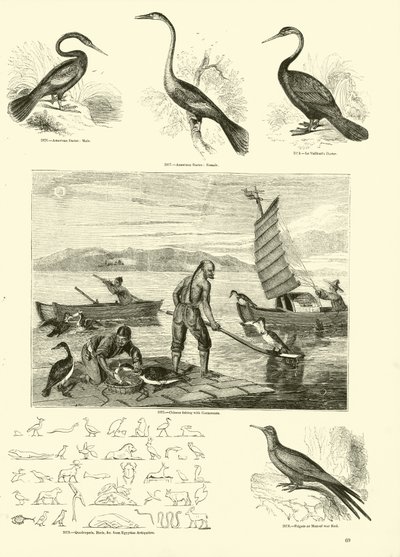 Page du Musée Pictural de la Nature Animée - English School