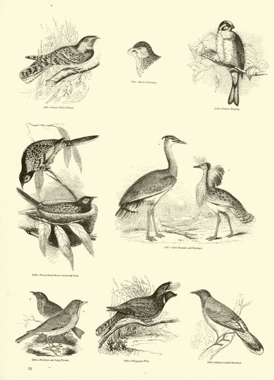 Page du Musée Pictural de la Nature Animée - English School