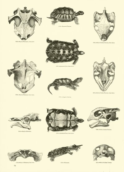 Page du Musée Pictural de la Nature Animée - English School
