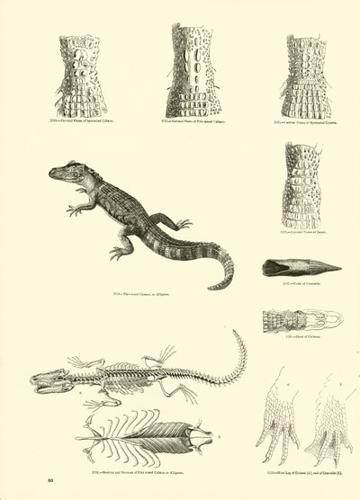 Page du Musée Pictural de la Nature Animée - English School