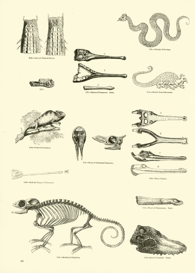 Page du Musée Pictural de la Nature Animée - English School