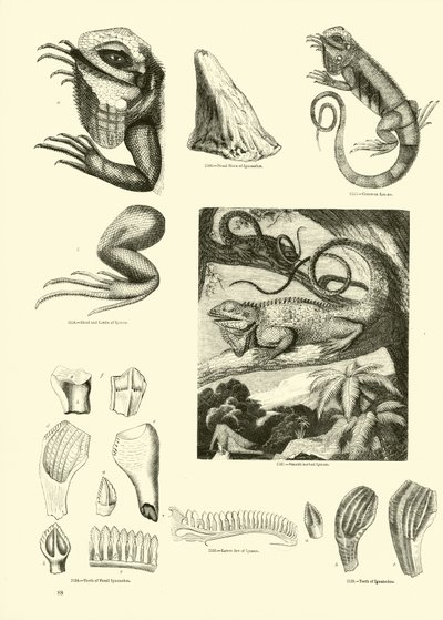 Page du Musée Pictural de la Nature Animée - English School