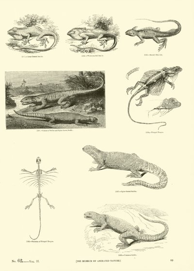Page du Musée Pictural de la Nature Animée - English School