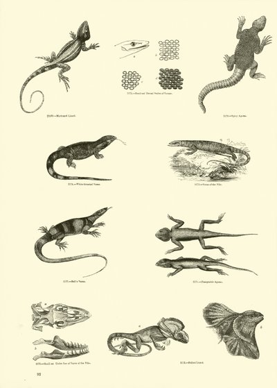 Page du Musée Pictural de la Nature Animée - English School