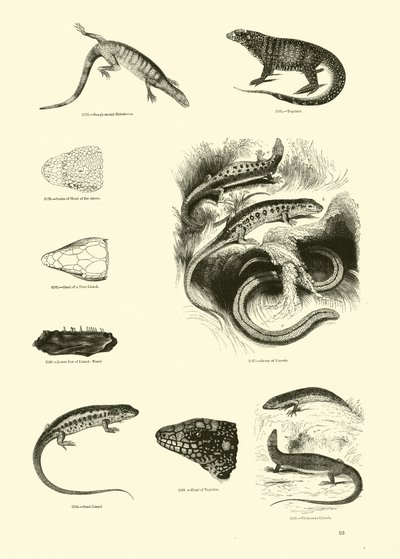 Page du Musée Pictural de la Nature Animée - English School