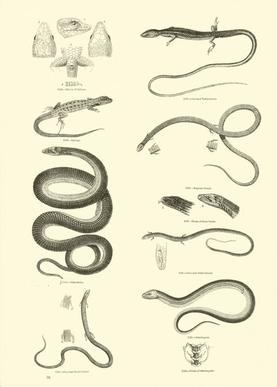 Page du Musée Pictural de la Nature Animée - English School