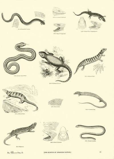 Page du Musée Pictural de la Nature Animée - English School