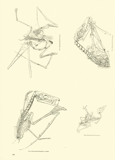 Page du Musée Pictural de la Nature Animée - English School