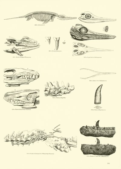 Page du Musée Pictural de la Nature Animée - English School