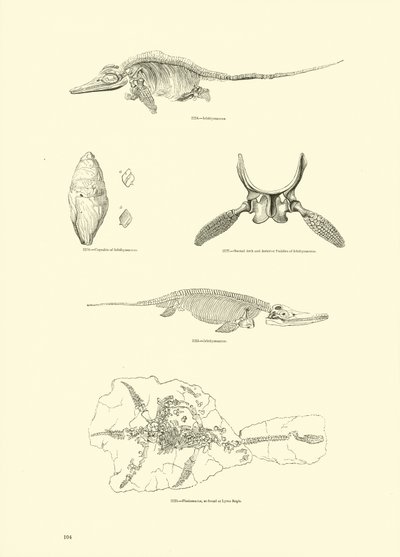 Page du Musée Pictural de la Nature Animée - English School