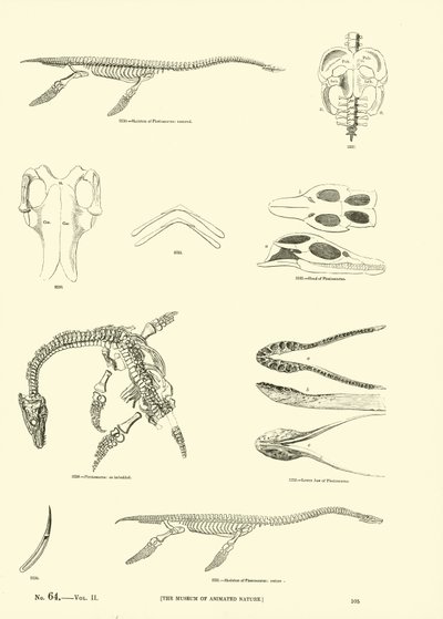 Page du Musée Pictural de la Nature Animée - English School